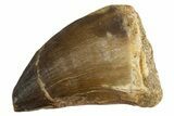 Fossil Mosasaur (Thalassotitan) Tooth - Morocco #345106-1